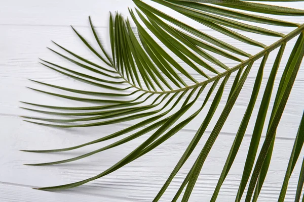 Branch with long green leaves. — Stock Photo, Image