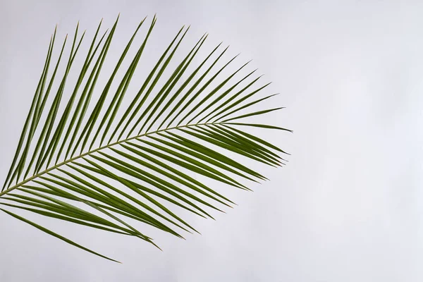 Palm branch isolated on white. — Stock Photo, Image