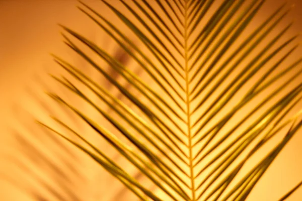 Long thin palm leaves on orange. — Stock Photo, Image