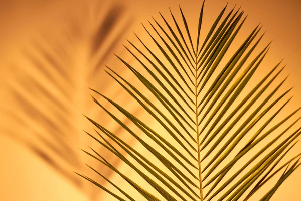 Palm branch with long leaves. — Stock Photo, Image