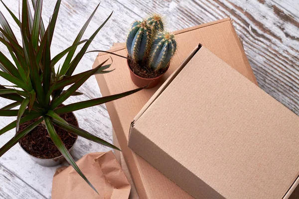 Cactus op de kartonnen doos. — Stockfoto