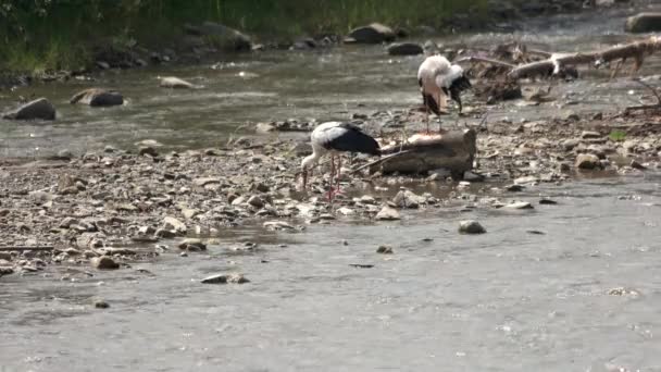 Zwei Störche im Fluss mit Steinen. — Stockvideo