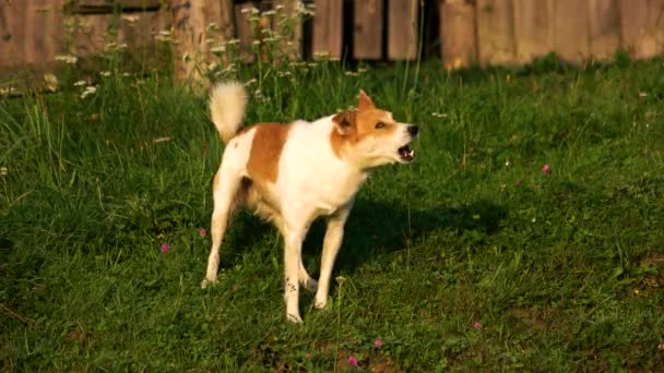 Blaffende hond in de tuin op een zonnige dag. — Stockvideo