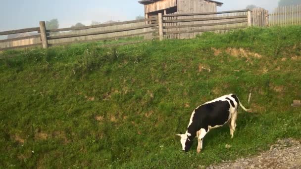 Cow grazing grass in the village field. — Stock Video