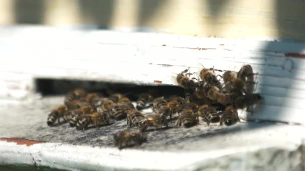 Beehive entrance with bees. — Stock Video