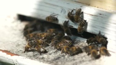 Arı kovanının girişinde arı sürüsü yaklaşıyor..