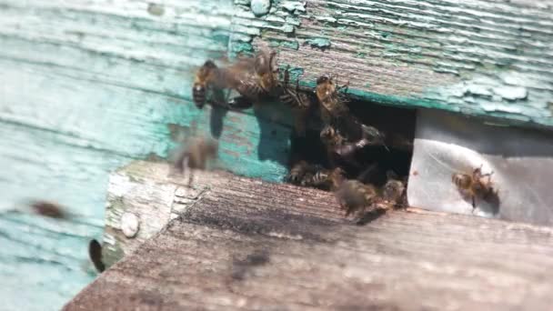 Groupe d'abeilles à l'entrée de la ruche. — Video