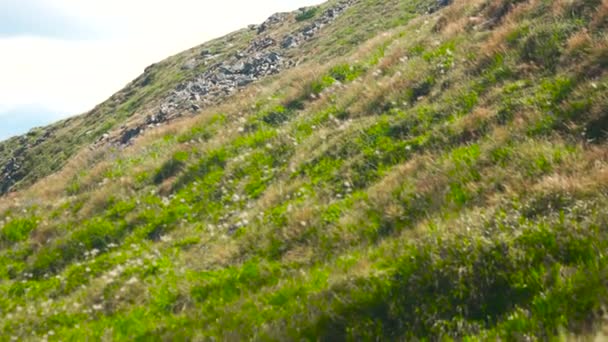 カルパチア山脈の草の丘の中腹. — ストック動画