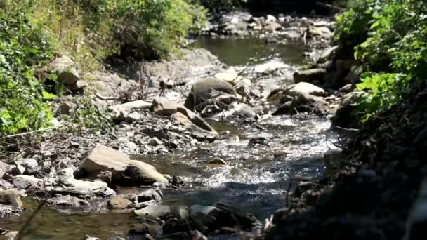 Ρηχός ποταμός που ρέει ανάμεσα σε πέτρες. — Αρχείο Βίντεο