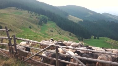 Dağlarda yaşayan koyunlar.