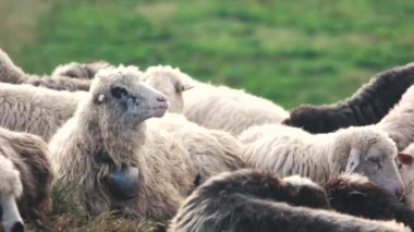 Yeşil tarlada otlayan çiftlik koyunları.