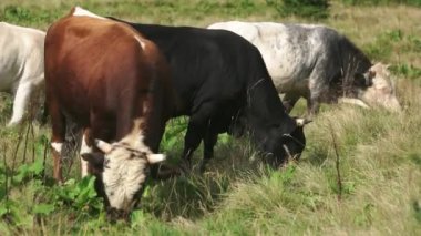 İnekler çimenli bir alanda otluyor..