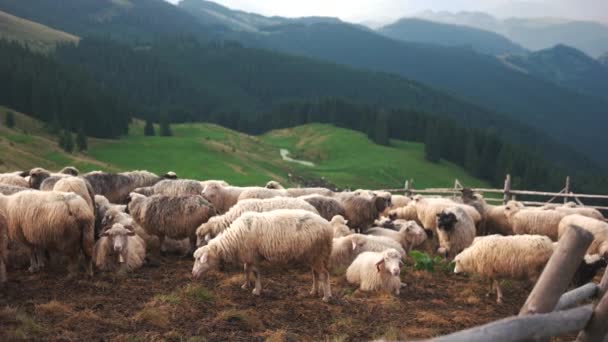 Schafe auf einer Wiese in den Bergen. — Stockvideo