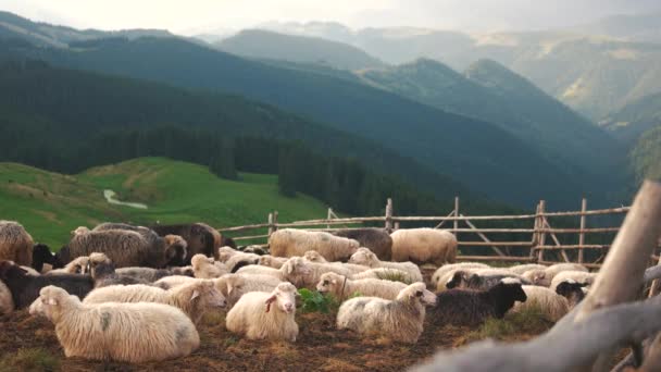 Owce na pastwisku na tle gór. — Wideo stockowe