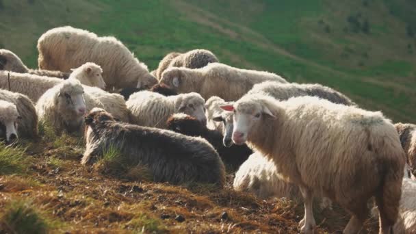 Фермерські тварини на пасовищі в сонячний день . — стокове відео