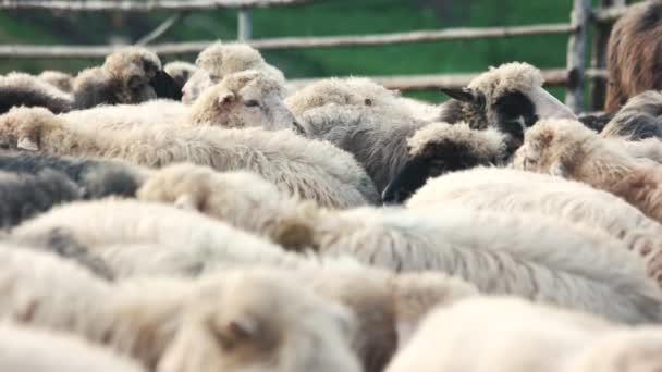Troupeau de moutons dans les pâturages en gros plan. — Video