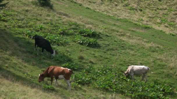 Велика рогата худоба пасеться на гірських пасовищах . — стокове відео