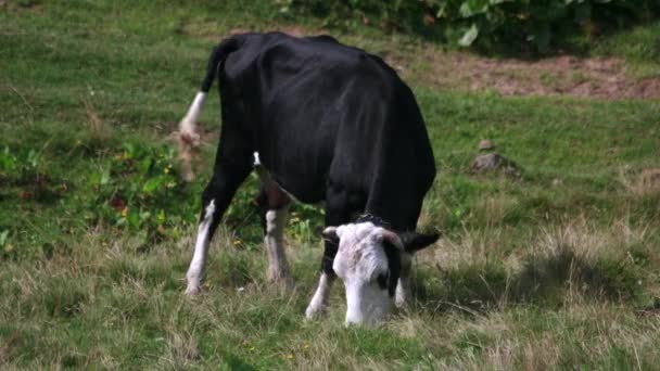 Vaca comiendo hierba en el prado en un día soleado. — Vídeo de stock