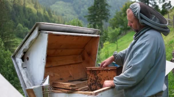 Bijenhouder stopt honingraat met bijen in een bijenkorf. — Stockvideo