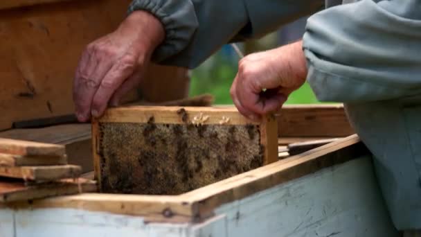 Apicultor saindo mel pente com uma abelha. — Vídeo de Stock