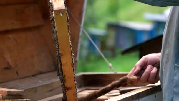 Apicultor sostiene celda de miel con abejas. — Vídeos de Stock