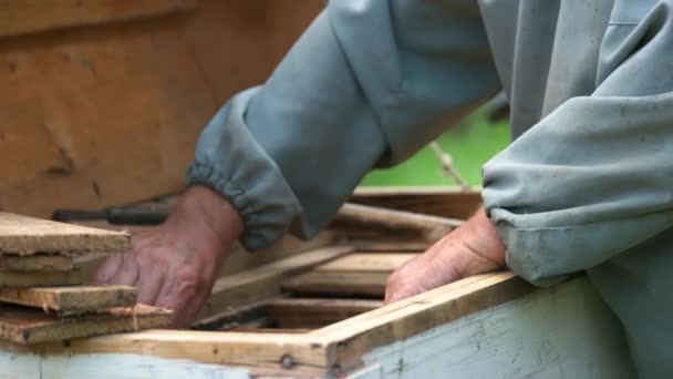 Mãos de apicultor manter quadro da colmeia. — Vídeo de Stock