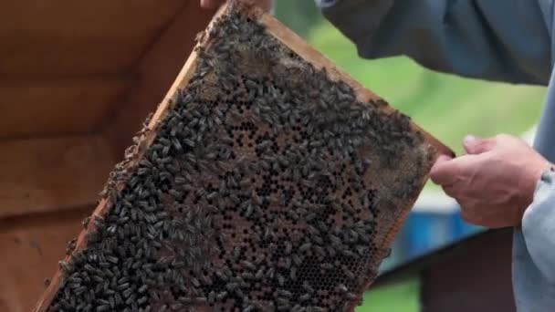 꿀벌들이 떼지어 모이는 벌집을 들고 있는 양치기. — 비디오