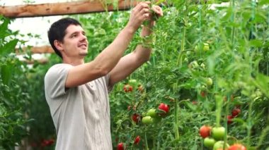 Genç gülen çiftçi seradaki domates bitkilerini bağlıyor..