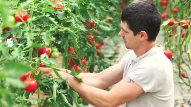 Jordbrukare som arbetar med tomatplantor i växthus. — Stockvideo