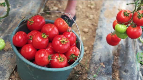 Handen van een jonge man die rijpe tomaten oogst in de kas. — Stockvideo