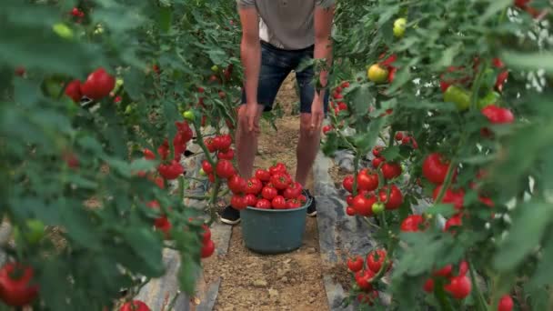 Фермер держит ведро с помидорами в теплице. — стоковое видео