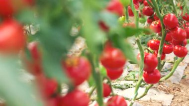 Serada kırmızı domatesli çalılar.