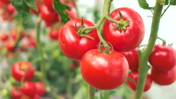 Close up van rijpe tomaten op groene tak. — Stockvideo