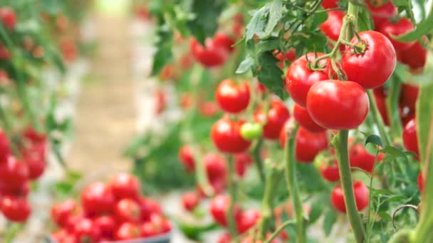 Tomaten groeien in de tuin op de boerderij. — Stockvideo