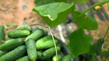 Serada salatalıklı kova.