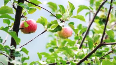 Yaz yağmurundan sonra dalda taze lezzetli elmalar.