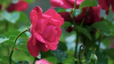 Bahçede büyüyen güzel bir gül çiçeği.