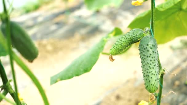 温室で成長する新鮮な熟したキュウリ. — ストック動画