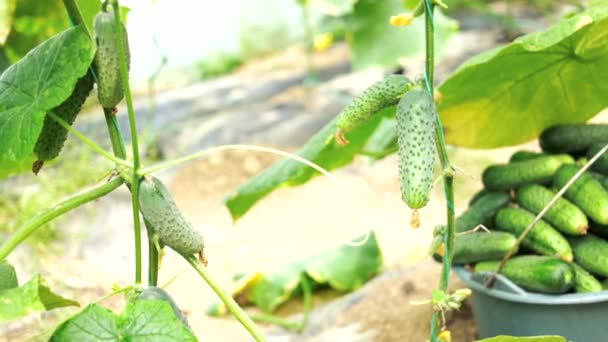 Skörda gurkor i växthus. — Stockvideo