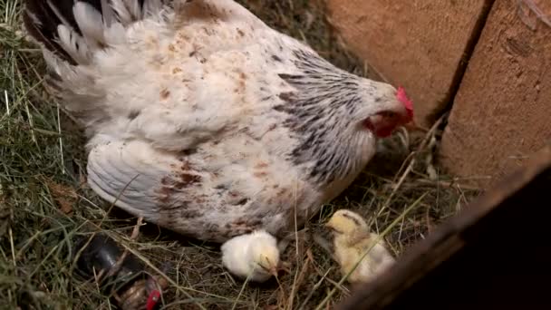 Μητέρα κότα με κοτόπουλα στη φωλιά. — Αρχείο Βίντεο