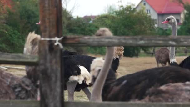 Lindos avestruzes na fazenda de avestruzes. — Vídeo de Stock