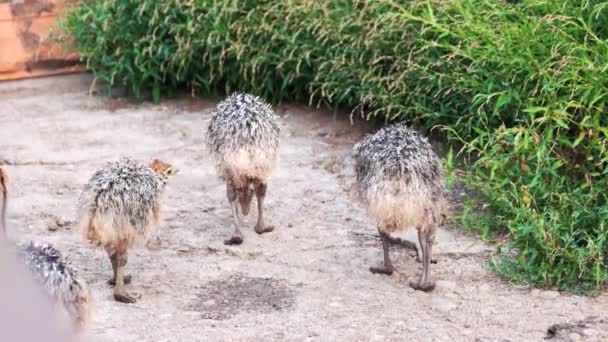 Bebé avestruces caminando en la granja. — Vídeo de stock