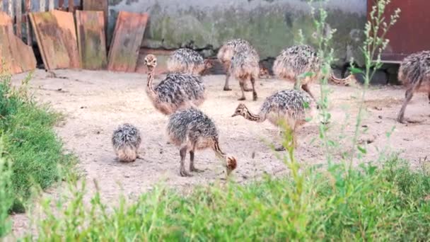 Little ostrich chicks walking on the farm. — Stock Video