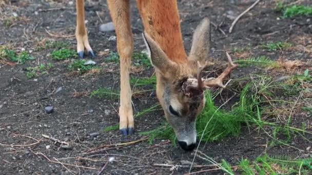 Giovane cervo bruno che mangia erba allo zoo. — Video Stock