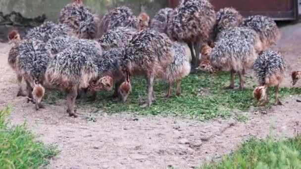 Skupina malých pštrosů pasoucích se na farmě. — Stock video