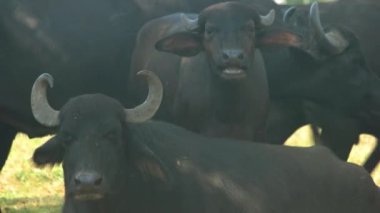 Çiftlik otlağındaki siyah boğa sürüsü.