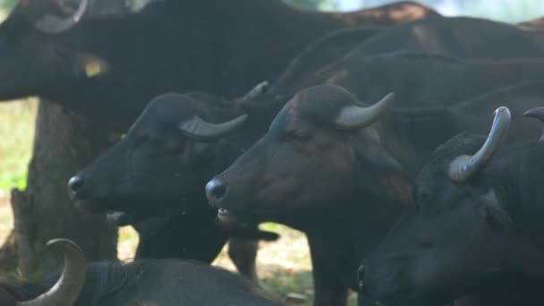 Close up of herd of bulls grazing on a pasture. — Stock Video