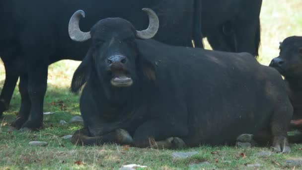 夏の牧草地での大きな黒い牛の放牧. — ストック動画