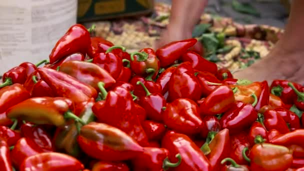 Oogsten van paprika 's op biologische boerderij. — Stockvideo