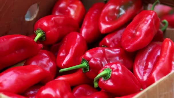 Close-up van de handen zetten rijpe paprika 's in doos. — Stockvideo